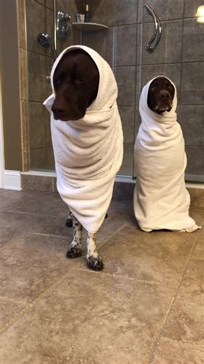 Recovering from the holidays is ruff Imma need at least a week Has your dog ever fallen asleep standing up?!#bigdogsoftiktok #gspsoftiktok #germanshorthairedpointer #gsp #gspcommunity