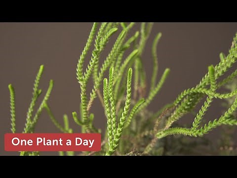 Crassula muscosa (Watch Chain Crassula) Houseplant Care – 340 of 365