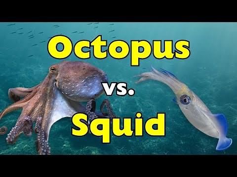 Octopus vs. Squid: What’s the Real Difference? [ID1304]
