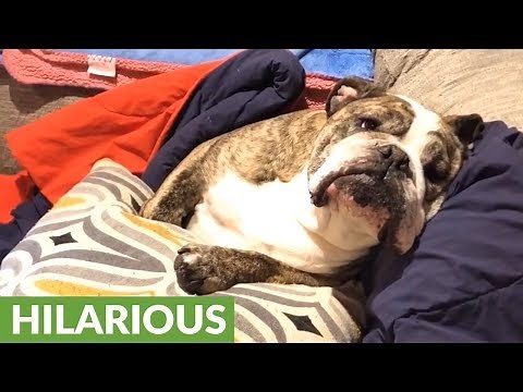 Bulldog throws epic tantrum, mouths off to owner