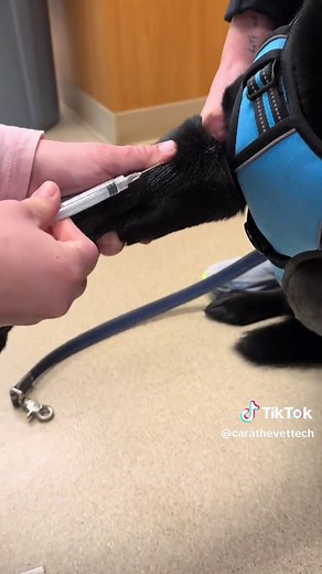 How to Draw Blood from a Dog: A Vet Tech's Perspective