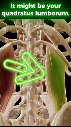 Quadratus Lumborum Muscle Explained in 30 Secs! #anatomy #facts