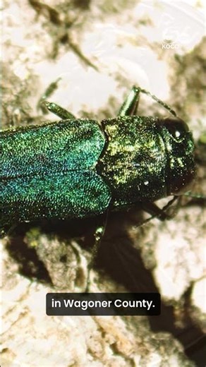 Invasive beetle known for killing ash trees spreads to new Oklahoma county