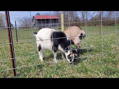 how to build a goat pen