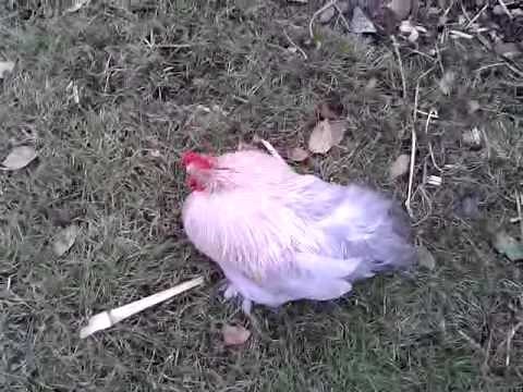 Chicken Falling Over