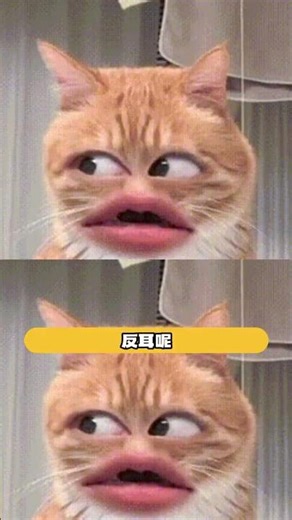 Buddy's Dance Ends in Epic Head-Butt Surprise