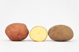 Nansen - Graminor