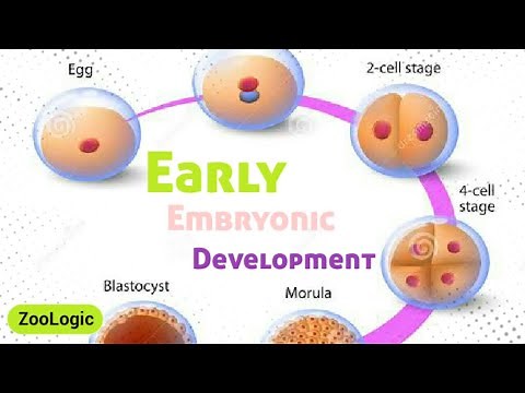Basic pattern of early embryonic development in animals