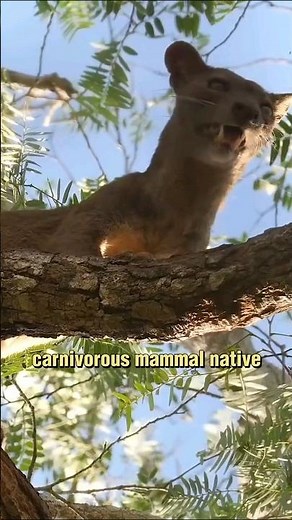 The Fossa - Mysterious Carnivore of Madagascar