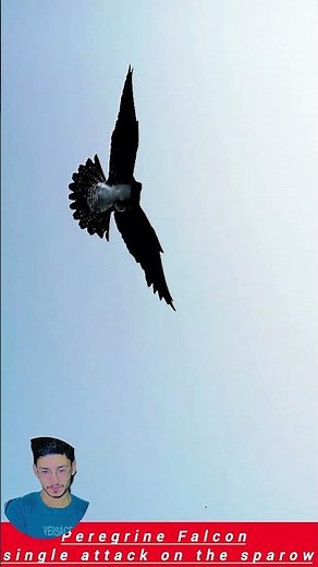 Falcon Attack in the Sky 😱🔥 Epic Viral Wildlife Moment | Predator in Action #shorts