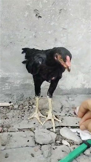 Shamo Aseel Patha