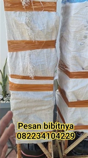 large package of Bawor durian seeds #fruit seeds #plants