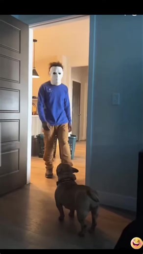 the dog 🐕 #halloween #michaelmyers #scary #baby