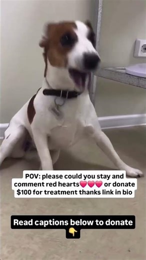 Please consider donating to help💔#usa #canada #uk #germany