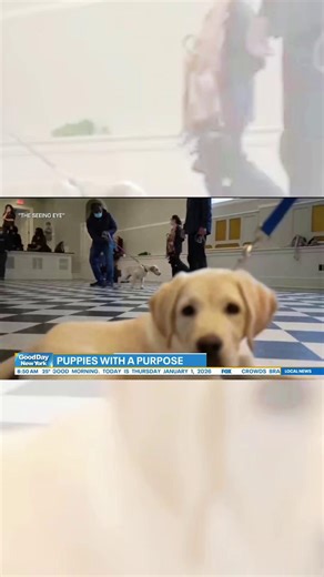 Your good news for the day! 📢📺 We were recently featured on FOX 5 NY’s GoodDay New York to highlight our volunteer puppy raising program! We hear the story aired in other cities around the country. Did you catch us on your screen? Get involved today! 👉 seeingeye.org/raise VD: A clip of the GoodDay New York Fox 5 News piece which features interviews with Seeing Eye President & CEO, Karen Leies, and Seeing Eye Director of Canine Development, Lauren Christie, as well as b-roll footage of Seeing 