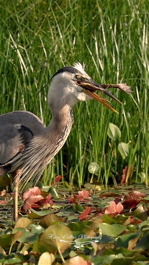 209K views · 2.1K reactions | A Great Blue Heron Swallows a Bullfrog in Florida | Harry Collins Photography | Facebook