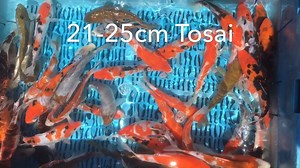 3.5K views · 25 reactions | Watch this weeks video to discover some of the fish we have on sale this week. We have hundreds of Koi in stock in all sizes and more varieties than ever. | Japanese Water Gardens | Facebook