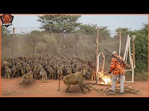The Harsh Reality Of Controlling Millions of Baboons in Rural South Africa | Invasive Species
