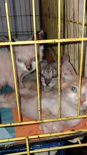 Chaton en Soin °°° Les petits Racines°°° grosse frayeur pour la petite siamoise qui a chute en poids , déshydratée , ne mangeait plus .... perf sous-cutanée , gavage et prokolin °°° On s'est battue et elle aussi et la revoilà en meilleure forme °°° ❤️ 🫶 🤍 🖤 🧡 💙 ❤️ 🫶 🤍 🖤 🧡 💙 Adoption Responsable °°° L'identification une OBLIGATION °°° La stérilisation une NÉCESSITE °° #chat #chaterrant #chatlibre #lesmoustikats #chatsdesplagesmartinique #Martinique #protectionanimale #stérilisation #cas