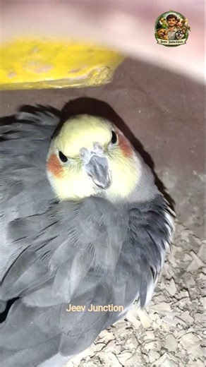 Angry Cockateil | Attack | 😱 #cockatiel #birds #cockateilattack #parrot