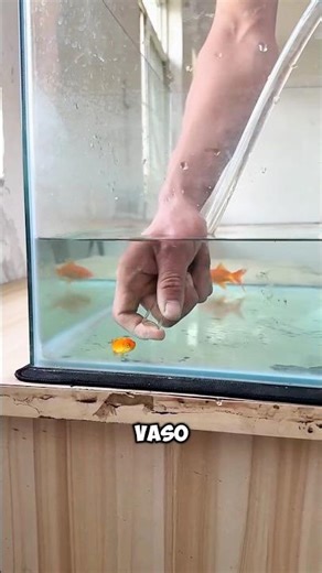 Dad puts the little fish in danger! 😱🐟