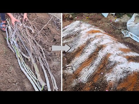 The Easiest Method to Create a Hugelkultur Bed – Step-by-Step!