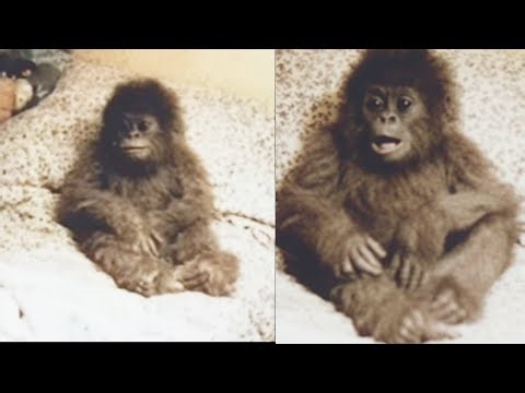 An Orphan Baby Bigfoot Snuck Inside Her House, Then The Amazing Happened – Sasquatch Story