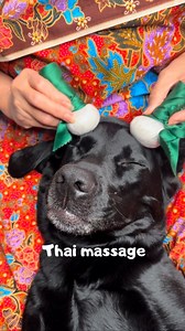 2.1M views · 79K reactions | SOUND ON FOR SPAWDAY  Grandma got a last-minute appointment and made my spawday today! Thai massage with herbal compresses (Yes everything was safe for dogs)And of course, she used my Relax Oil from my own brand, Spawday (Ad for my own brand)#dogs #dogsofinstagram #labrador #massage #cute #labsofinsta #spa #spawday #thaimassage | Elvisbatzthelab | Facebook