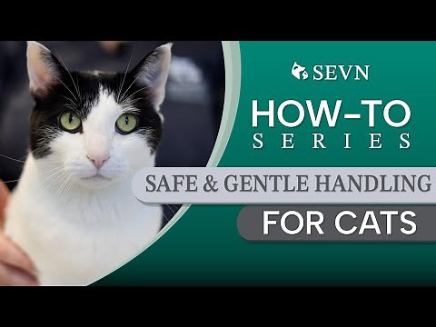 Safe & Gentle Cat Restraint Techniques Every Vet, Tech, & Pet Owner Should Know