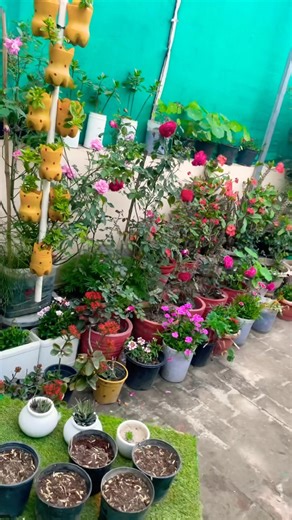 Terrace garden overview part 12 #villagelife #garden #youtubeshorts