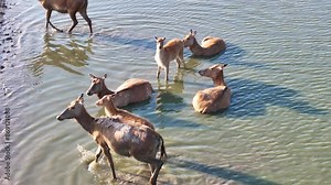 Wild elk roam freely in the wetland mudflats along the Yellow Sea coastline in China. Elk walk on grassland.