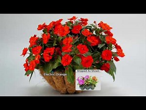 Roberta's 6-piece Compact and Colorful SunPatiens on QVC