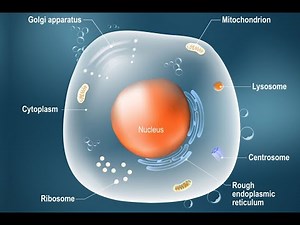 Understanding the Nucleus - The Control Center of the Cell (2 Minutes)