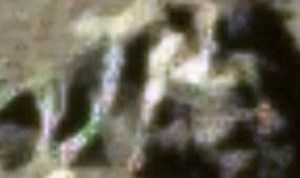 Photo appears to show an ALIEN on the moon