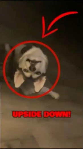 Top 5 weirdest dogs! 😂🐶#weirdanimals #viralanimals #shorts