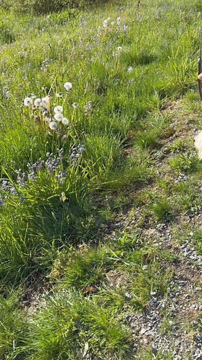 3K views · 225 reactions | Deadheading Dandelions | The Piper Chronicles | Facebook