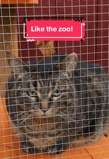 My feral cat is mad because he prefers to be outside. Even his catio is not enough. 😝