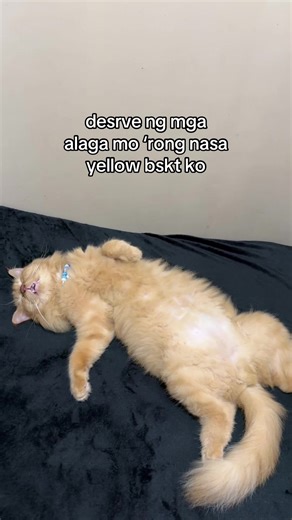 Benefits of Salmon Oil for Cats by Dr. Shiba