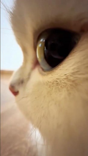 Cutest Cat Chaos You'll See Today 😼