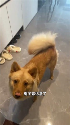 Dog Daily Diaries: Unveiling the Heartwarming Life of Our Furry Friends