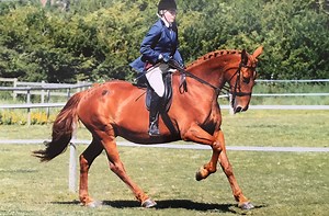 ‘She’s a force of nature’: no plans to retire 32-year-old mare who loves her job - Horse & Hound