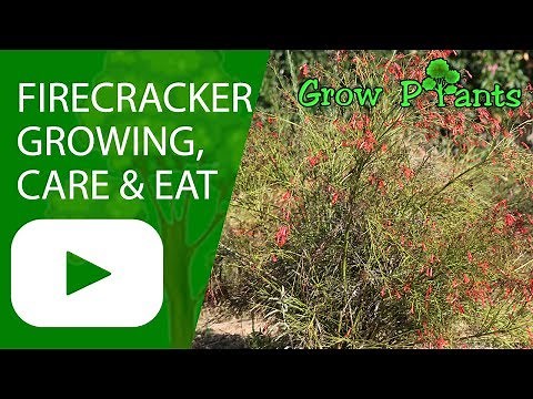 Firecracker plant - growing, care & Eat the nectar