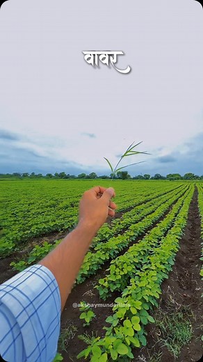 Akshay Munde on Instagram: "Send to your shetkari mitra🌿🌾✨ . . . . Farms are love, I just went for a round and couldn’t help myself but shoot a reel. This was our project farm and each plant here was planted by us. And now that they have grown up we feel like proud parents. Agricultural Engineering has its own perks to be honest. . . . Follow @akshaymundefilms for more.. . . #agriculture #farmer #shetkari #sheti #marathi #song #akshaymundefilms"