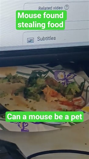 Can a mouse be a house pet? opinions #mouse #mousetrap #pets