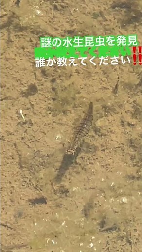 #川遊び#水草 #田んぼ#謎の水生昆虫#昆虫撮影 #川の闇#闇#小さい虫