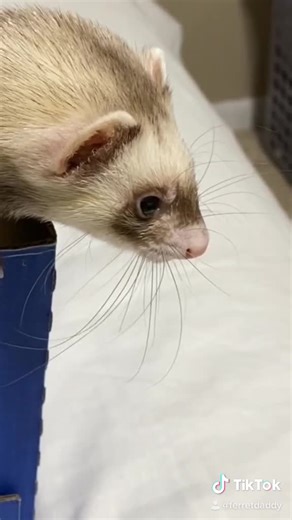 Understanding Ferret Affection: How Do Ferrets Show Love?
