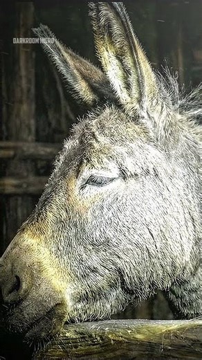 Shrek and Donkey in a Abandoned House!
