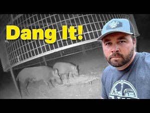 Hog Trapping Mistake Cost Me!