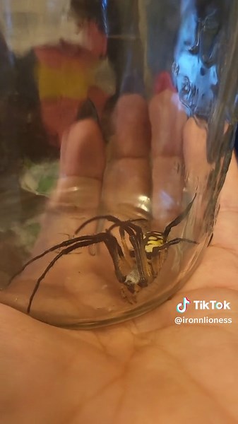 IronnLioness on TikTok