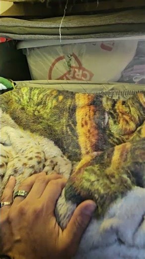 🙄Love these useful storage doors 😑👎🏾 ways to improve...🐈🤘🏽😻❤️‍🔥 #rvlife #cat #rvmakeover #diycamper